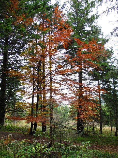 zwischen Studentenkreuz und Mönichkirchner Schwaig