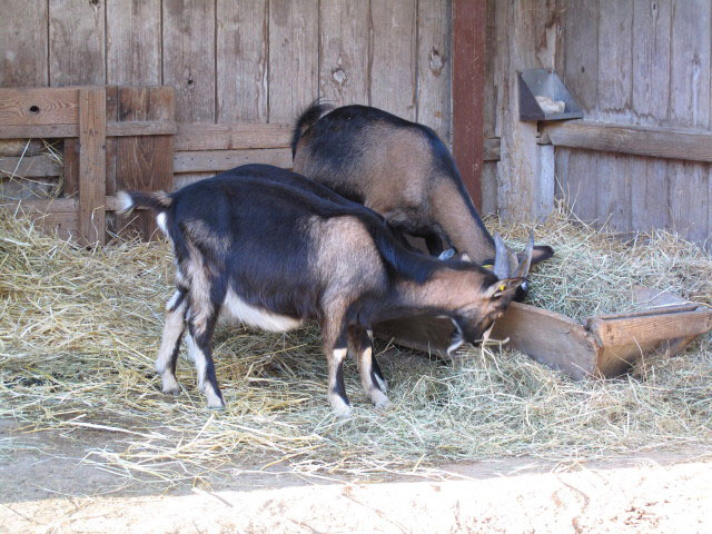 Lebender Bauernhof