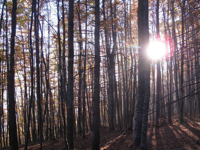 zwischen Leitnerweg und Spitzbrandkogel