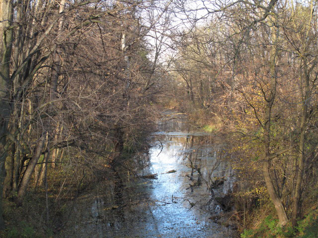 Donau-Altarm bei Eckartsau bei Orth an der Donau