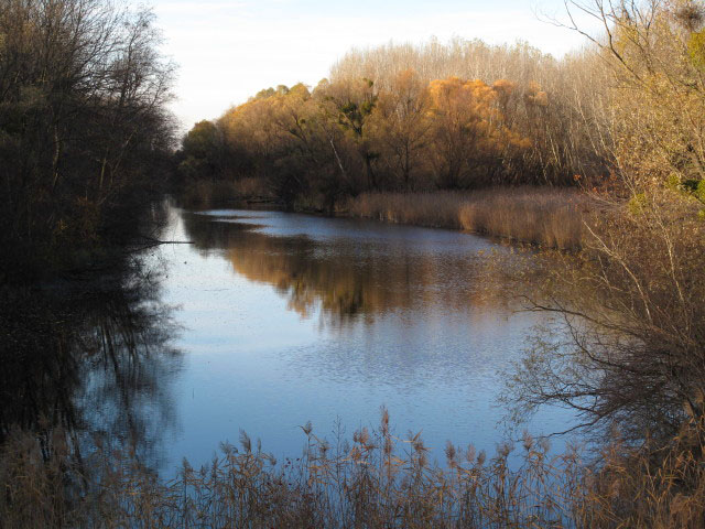 Donau-Altarm bei Witzelsdorf
