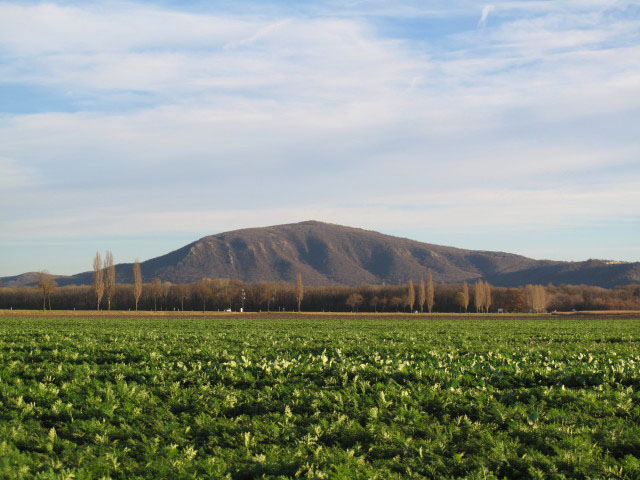 Hundsheimer Berg