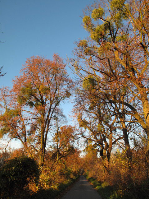 zwischen Niederweiden und Schlo&szlig;hof