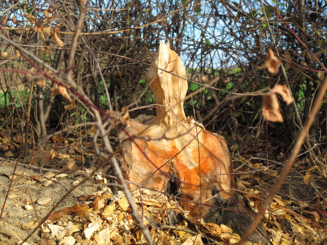 neben dem Marchfeldkanal