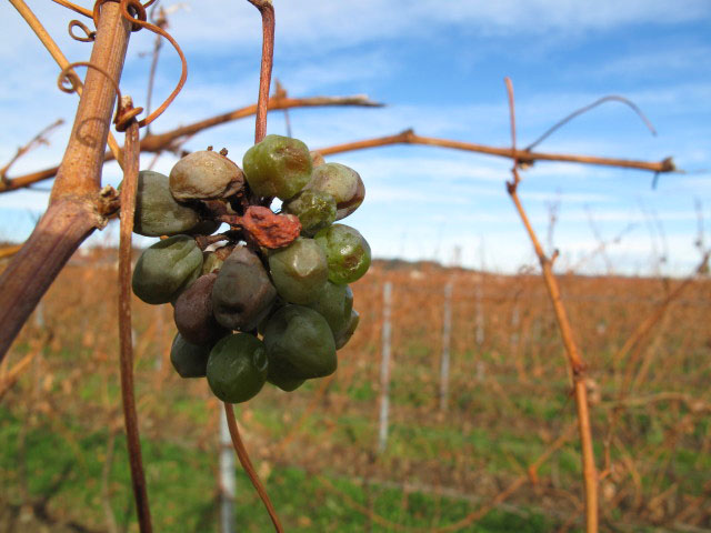zwischen Stammersdorf und Hagenbrunn