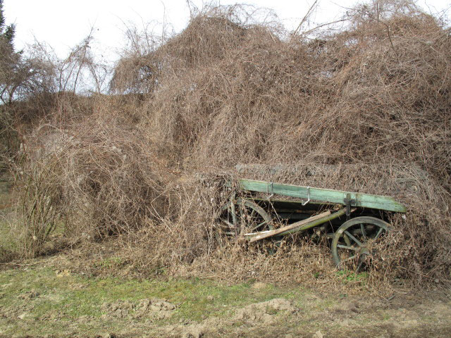 Kellergasse in Hornsburg