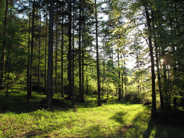 zwischen Hanselsteighaus und Saugraben