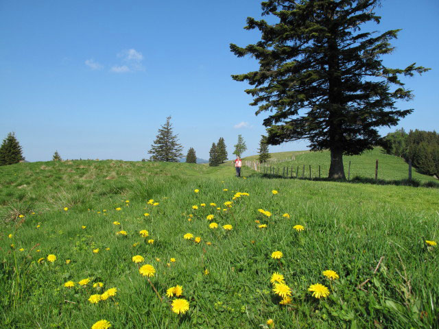 zwischen Sommeralm und Kulmkogel