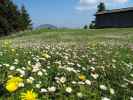 zwischen Sommeralm und Kulmkogel