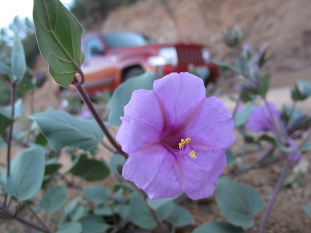 East Verde River Jeeptrail zwischen Crackerjack Mine und East Verde River (25. Mai)