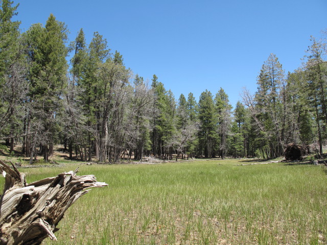 Dude Lake neben dem Mogollon Jeep Trail (25. Mai)