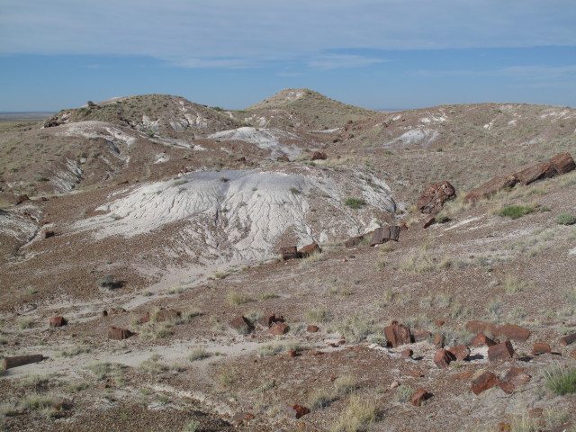 Giant Logs im Petrified Forest National Park (26. Mai)