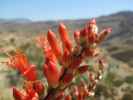 Fish Creek Canyon Vista Point am Apache Jeeptrail (24. Mai)