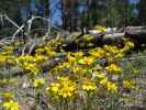 neben dem Black Canyon Jeeptrail zwischen West Camping Area und Black Canyon Lake (25. Mai)