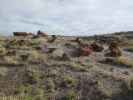 Giant Logs im Petrified Forest National Park (26. Mai)