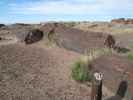 Giant Logs im Petrified Forest National Park (26. Mai)