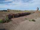 Papa bei den Giant Logs im Petrified Forest National Park (26. Mai)