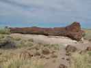 Giant Logs im Petrified Forest National Park (26. Mai)