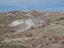 Giant Logs im Petrified Forest National Park (26. Mai)