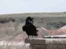 Lacey Point im Petrified Forest National Park (26. Mai)