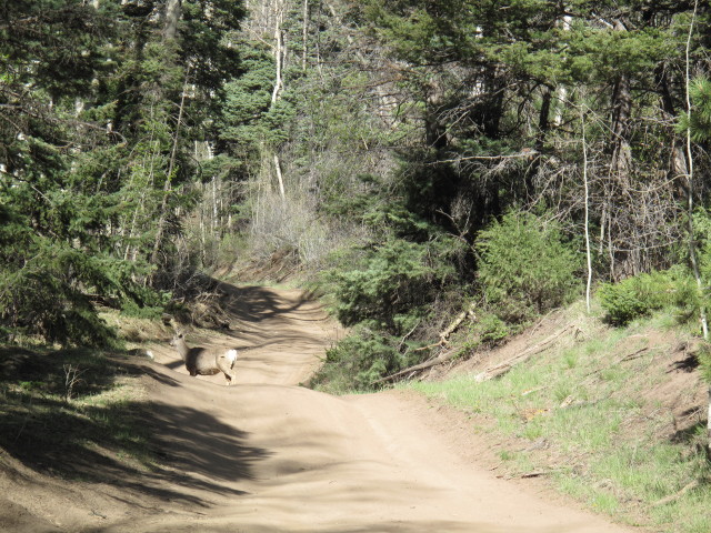 Medano Pass Jeeptrail zwischen Forest Road 412 und Medano Pass (30. Mai)