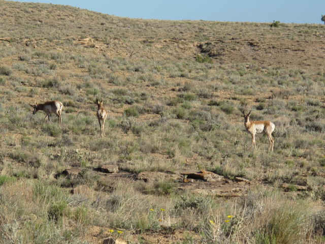 neben dem Escalante Rim Jeeptrail zwischen Club Gulch und Kelso Gulch (2. Juni)