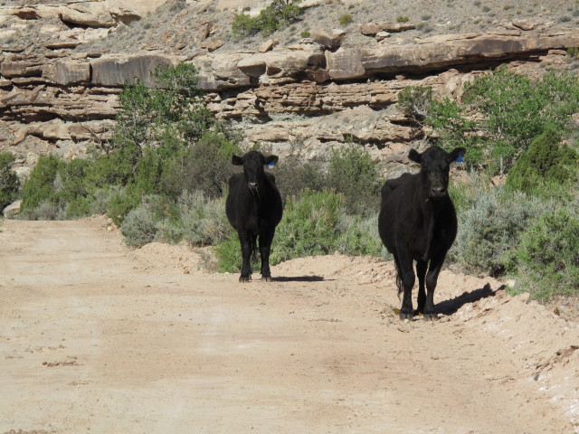 Dry Mesa Jeeptrail zwischen Escalante Rim Jeeptrail und Dry Mesa (2. Juni)