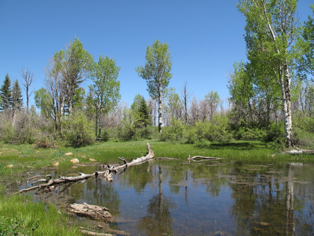 neben dem Dry Mesa Jeeptrail zwischen FR 504 und East Fork Escalante Creek (2. Juni)