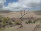 Dunefield von der Sand Pit Picnic area im Great Sand Dunes National Park aus (30. Mai)