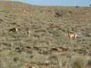 neben dem Escalante Rim Jeeptrail zwischen Club Gulch und Kelso Gulch (2. Juni)