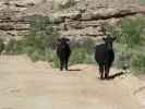 Dry Mesa Jeeptrail zwischen Escalante Rim Jeeptrail und Dry Mesa (2. Juni)