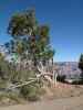 Navajo Point im Grand Canyon National Park (5. Juni)