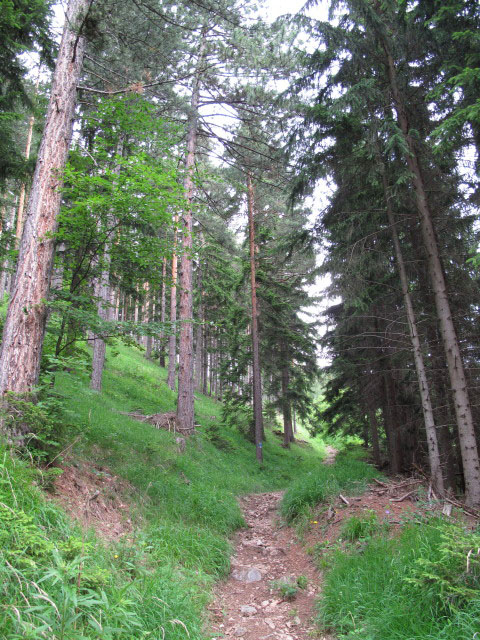 zwischen Tobelwiese und Auf der Wiese