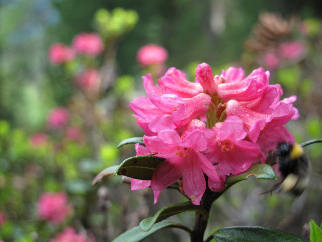 Weg 67 zwischen Elnh&auml;userer Alm und Walder Alm