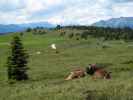 Lusner Alm vom Berggasthof Starkenfeld aus