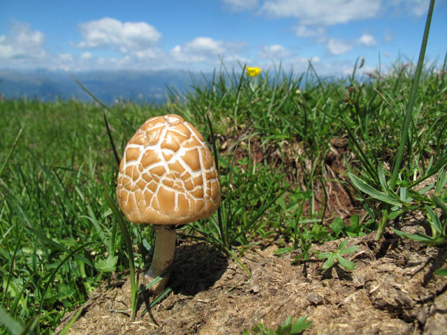 neben Weg 4 zwischen Abzweigung Maximilian-Klettersteig und Schlern-Hochfläche (26. Juni)