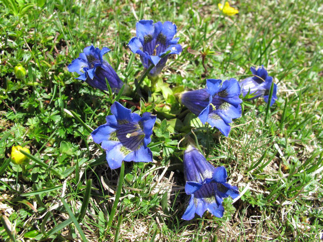 Schlern-Hochfläche (26. Juni)