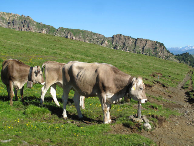 neben der Kreuzung Weg 4 und Weg 4A (27. Juni)