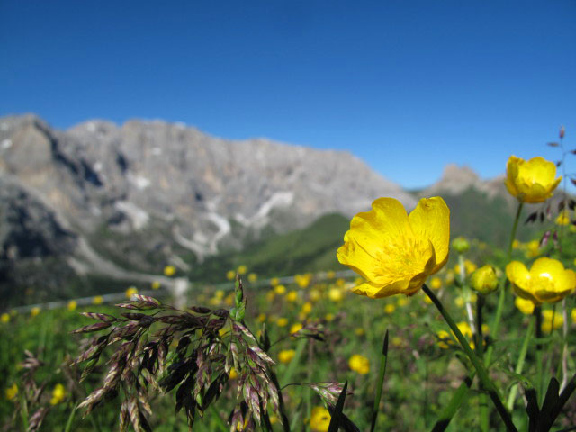 Molignonkamm vom Palatsch aus (27. Juni)