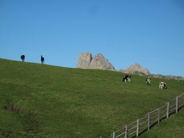 Rosengartengruppe von der Plattkofelhütte aus (27. Juni)