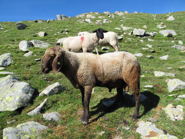 zwischen Grubenjoch und Alplerspitz (3. Juli)