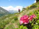 Norbert am Celler Weg auf der Schöbernalm (10. Juli)