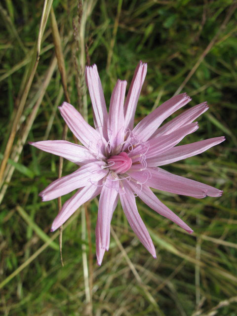 zwischen Frauenkogel und Rosenkogel (31. Juli)