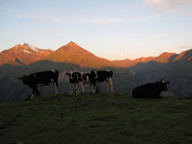 zwischen Stanzalm und Stanzscharte (14. Aug.)