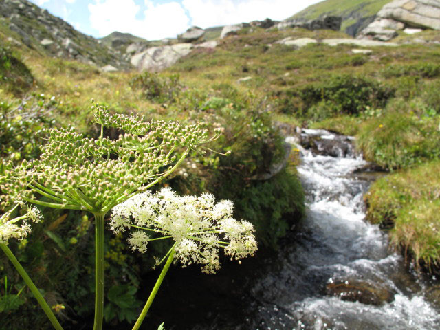 Bockhartbach zwischen Oberer Bockhartsee und Unterer Bockhartsee (14. Aug.)