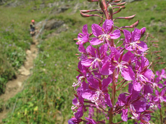 Braunwald-Kinderklettersteig: Ausstieg