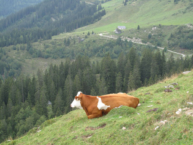 neben Weg 436 zwischen oberer Trockenboden und Hüttengraben (4. Sep.)