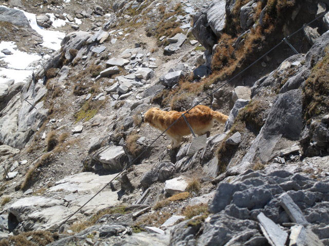 zwischen Weg 1A und Hochfeilerh&uuml;tte (3. Okt.)