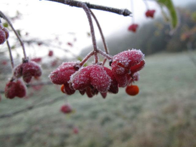zwischen Schwarzau im Gebirge und Waldfreundeh&uuml;tte
