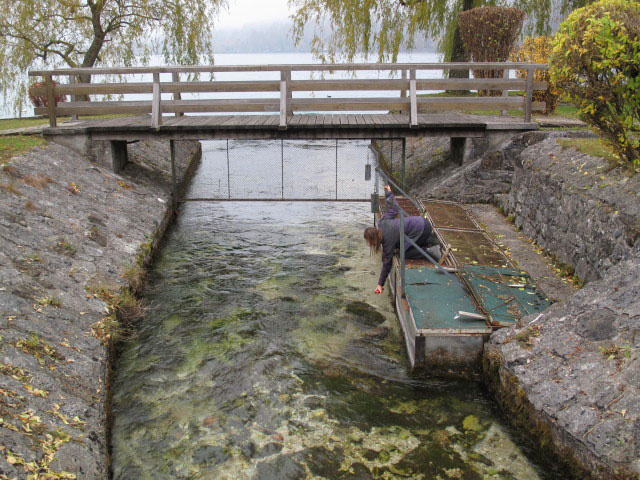 Sonja in Wei&szlig;enbach am Attersee, 471 m